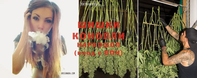 купить наркотики сайты  Кондопога  Конопля SATIVA & INDICA 